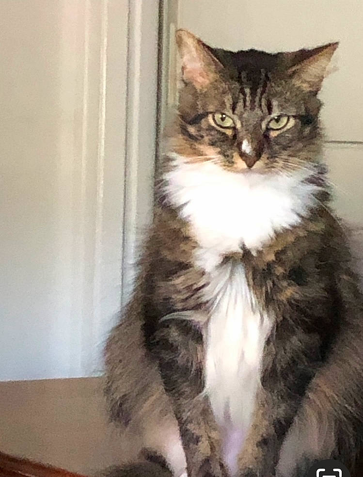 Zoe joined the competition — help win amazing prizes! carnivore, cat, claw, domestic_short_haired_cat, felidae, fur, iris, maine_coon, paw, sitting, small_to_medium_sized_cats, snout, tail, terrestrial_animal, whiskers, window