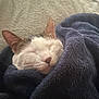 animal, blanket, cat, closeup, comfort, cozy, cute, ears, fur, home, indoor, nap, peaceful, pet, relaxation, resting, sleeping, soft, texture, whiskers