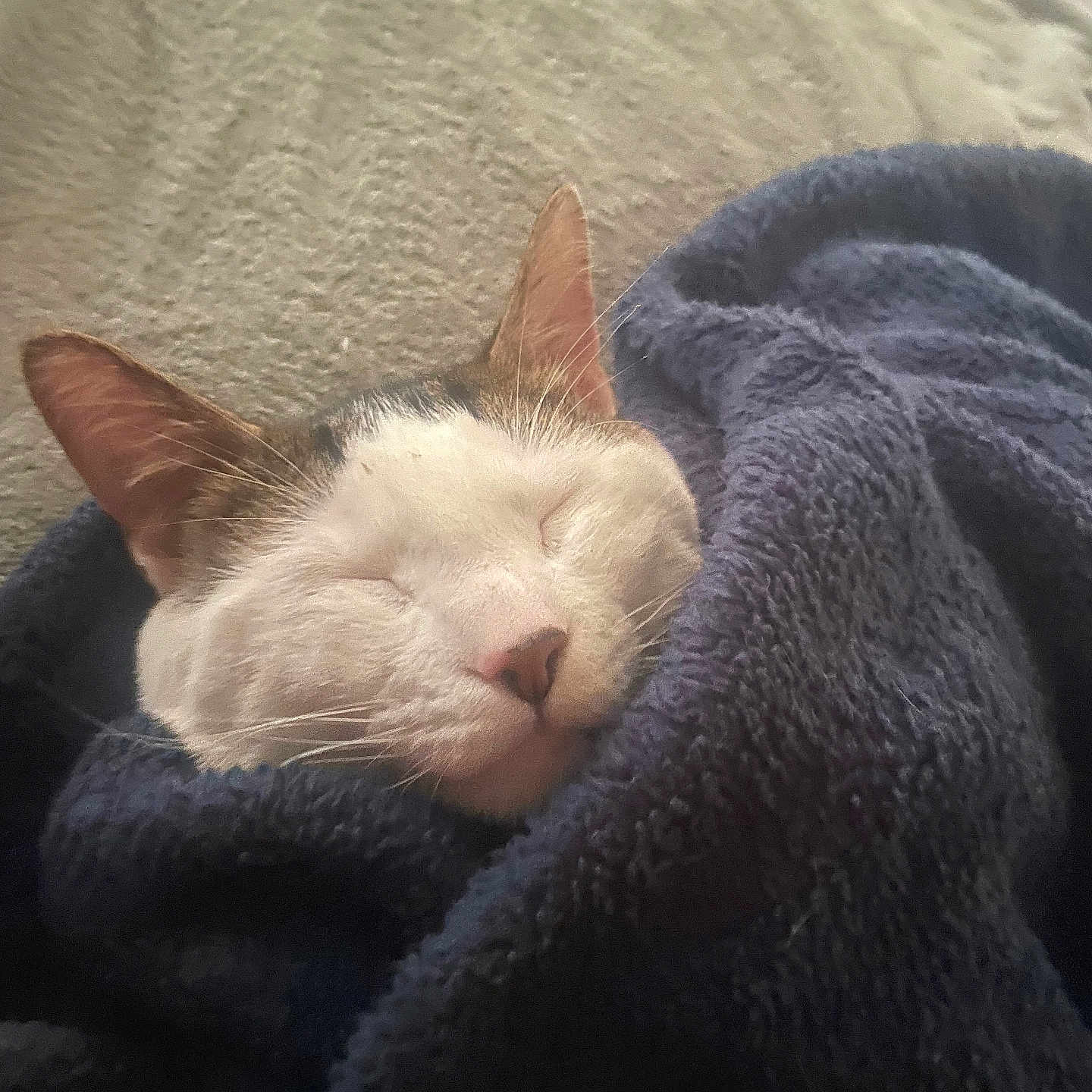 Bandit is registered to the contest to win money with this photo: animal, blanket, cat, closeup, comfort, cozy, cute, ears, fur, home, indoor, nap, peaceful, pet, relaxation, resting, sleeping, soft, texture, whiskers
