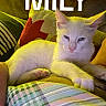 cat, white_cat, pet, animal, feline, lying_down, close_up, portrait, face, ears, whiskers, eyes, indoors, couch, cushion, plaid, blanket, colorful, text_overlay, relaxed