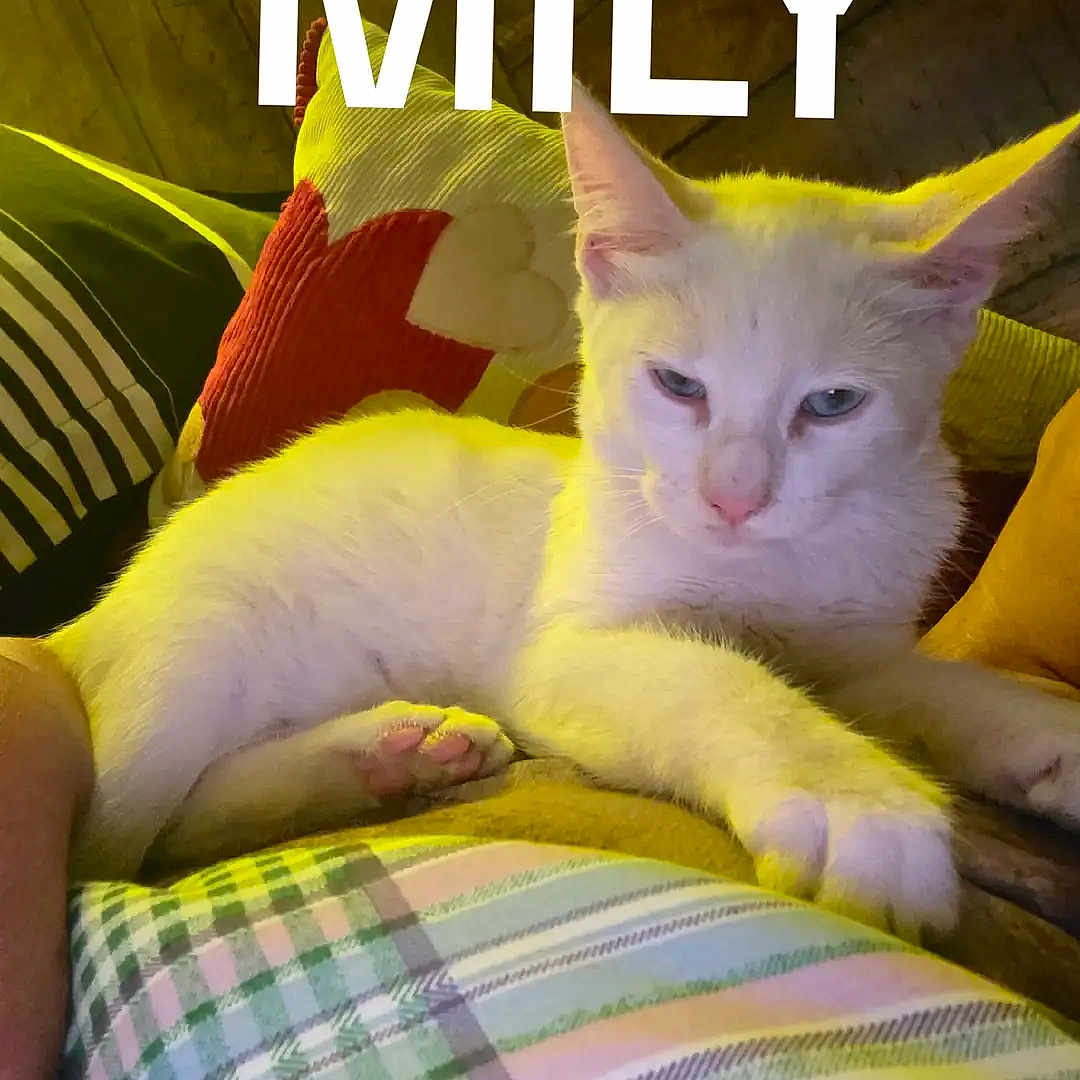 Mily joined the competition — help win amazing prizes! cat, white_cat, pet, animal, feline, lying_down, close_up, portrait, face, ears, whiskers, eyes, indoors, couch, cushion, plaid, blanket, colorful, text_overlay, relaxed