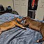 Kash is registered to the contest to win money with this photo: dog, bed, blanket, brown_dog, tan_dog, resting, sleeping, indoor, cozy, nose_touch, pet, animal, fur, paw, relaxed, home, furniture, closet, fan, shoes