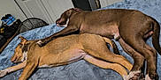 Kash is registered to the contest to win money with this photo: dog, sleeping, bed, blanket, brown_dog, tan_dog, paw, indoor, resting, cozy, furniture, room, relaxation, pets, canine, animal, cute, napping, companion, friendly