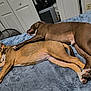 dog, sleeping, bed, blanket, brown_dog, tan_dog, paw, indoor, resting, cozy, furniture, room, relaxation, pets, canine, animal, cute, napping, companion, friendly