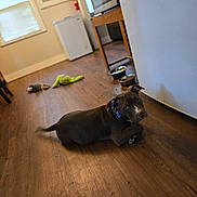 Kash joined the competition — help win amazing prizes! dog, puppy, wooden_floor, kitchen, refrigerator, food_bowls, water_bowl, plush_toys, collar, pet, indoor, home, curious, brown_dog, floor, furniture, window, microwave, table, cozy