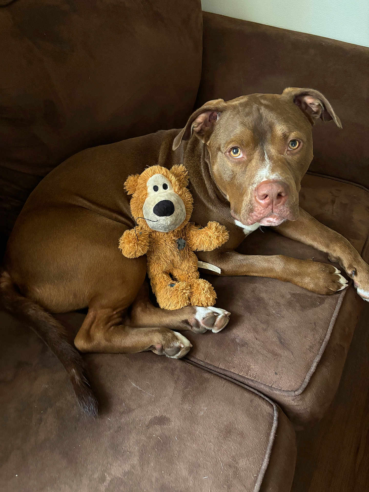 Kash joined the competition — help win amazing prizes! dog, brown_dog, plush_toy, stuffed_animal, couch, sofa, indoor, pet, animal, canine, relaxed, looking_at_camera, brown_fur, ears, paws, nose, toy, home, cozy, companion