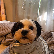 Oso is registered to the contest to win money with this photo: dog, pet, indoor, blanket, quilt, curtain, silver_jacket, fur, cute, cozy, small_dog, portrait, face, animal, domestic_animal, snug, warm, soft_light, bedroom, comfort