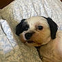 Oso is registered to the contest to win money with this photo: dog, pet, bed, blanket, indoor, resting, closeup, fur, animal, cute, collar, sleepy, white, black, small_dog, face, expression, relaxing, comfort, domestic