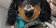 Aki participe au concours pour gagner de l'argent avec cette photo : dog, puppy, dachshund, wet_fur, blue_harness, pet, animal, cute, indoor, person_hand, nail_polish, brown_fur, black_fur, floppy_ears, close_up, face, canine, domestic_animal, young_dog, holding