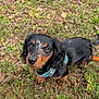 Aki participe au concours pour gagner de l'argent avec cette photo : dog, puppy, dachshund, black, tan, harness, grass, outdoor, curious, cute, pet, animal, small, fur, ears, leash, nature, ground, looking_up, adorable