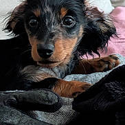 Aki participe au concours pour gagner de l'argent avec cette photo : puppy, dog, pet, closeup, eyes, ears, fur, blanket, gloves, cozy, indoor, resting, cute, soft, lying_down, portrait, animal, young, black, brown