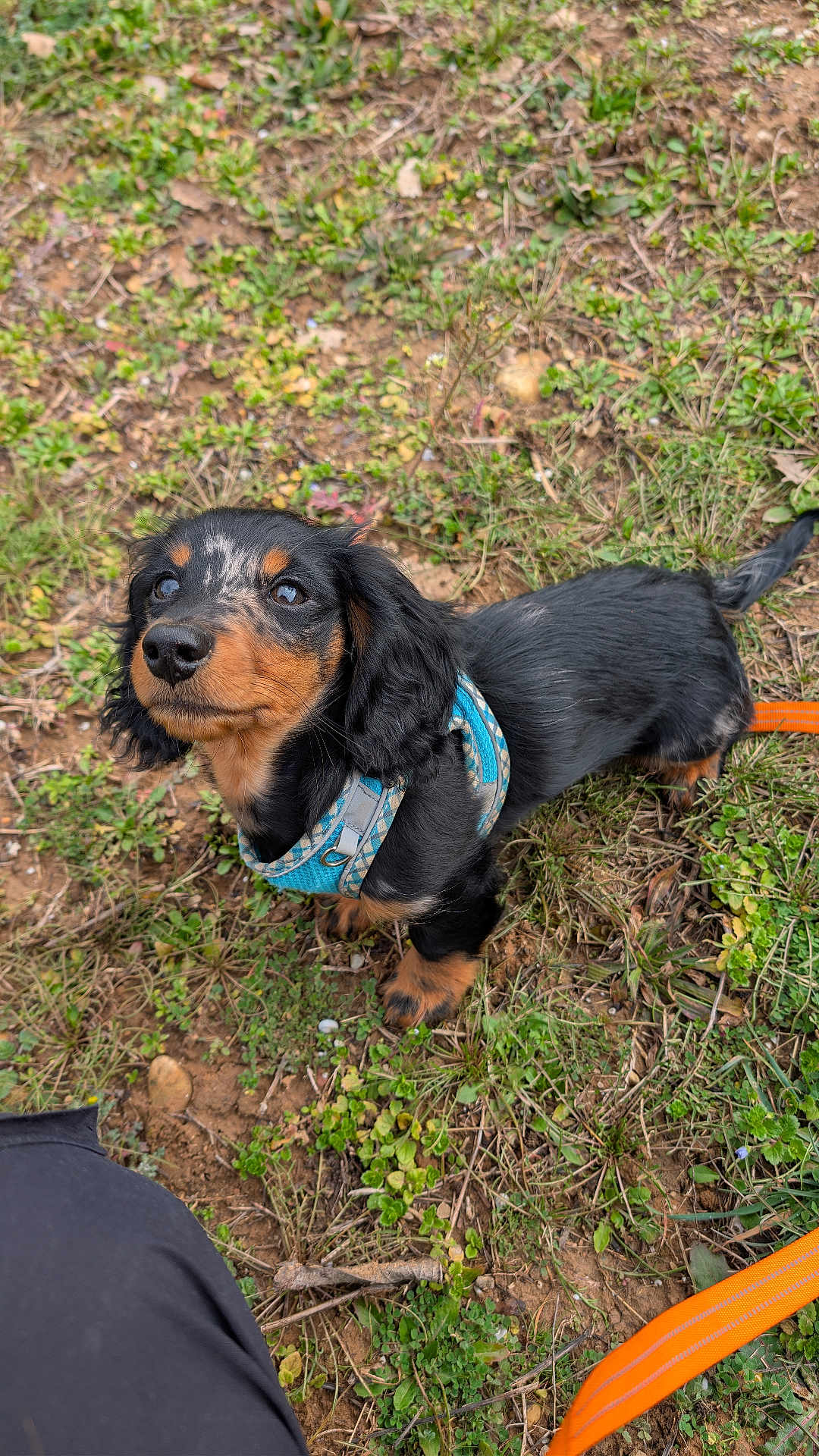 Aki participe au concours pour gagner de l'argent avec cette photo : dog, puppy, dachshund, black_and_tan, harness, leash, grass, dirt, outdoor, pet, animal, cute, looking_up, small_dog, young_dog, nature, canine, ground, greenery, playful