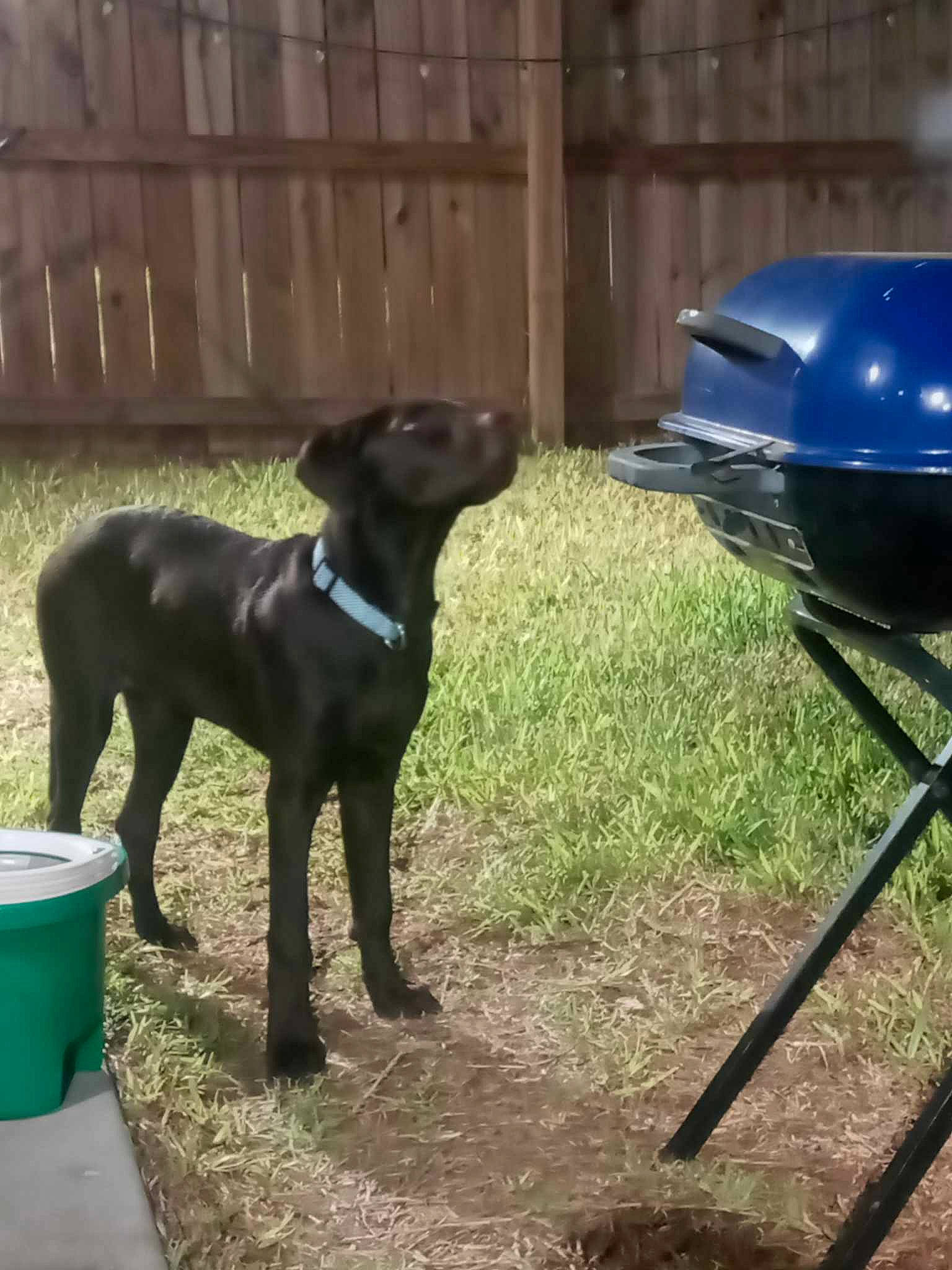 Boomer is registered to the contest to win money with this photo: borador, carnivore, companion_dog, dog, dog_breed, dog_collar, electric_blue, fawn, fence, gas, grass, guard_dog, gun_dog, home_fencing, liver, pet_supply, sporting_group, tail, terrestrial_animal, working_animal