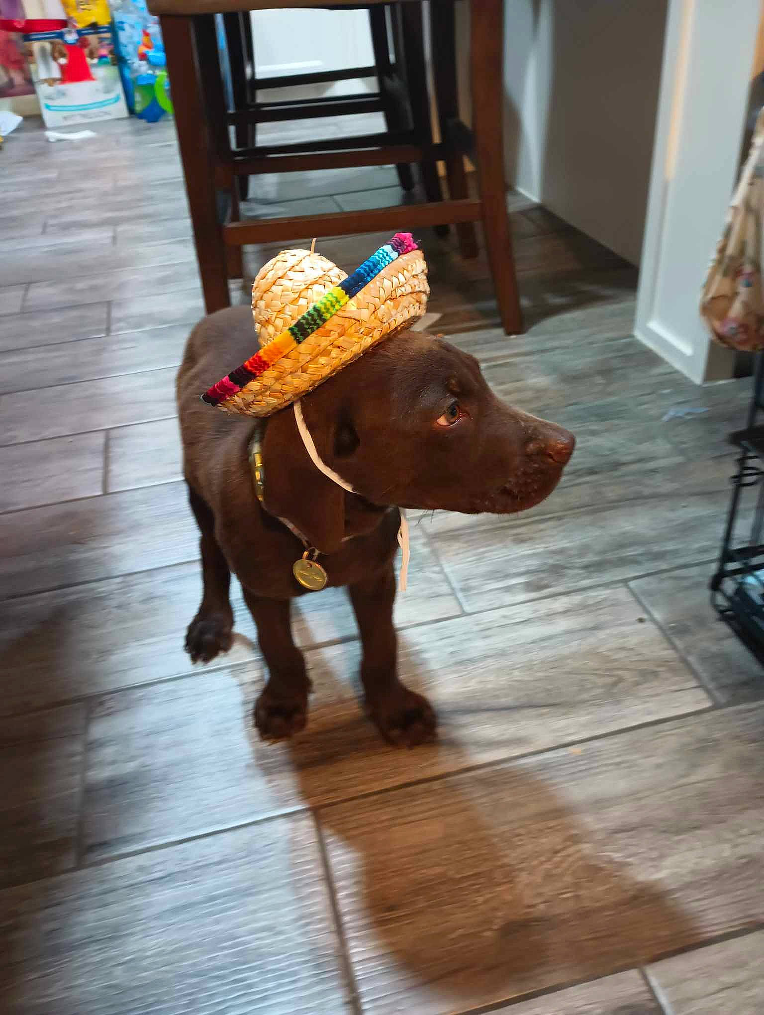 Boomer is registered to the contest to win money with this photo: brown, carnivore, chair, companion_dog, dog, dog_breed, dog_collar, door_mat, fawn, floor, flooring, hardwood, laminate_flooring, liver, snout, sporting_group, wood, wood_flooring, wood_stain, working_animal