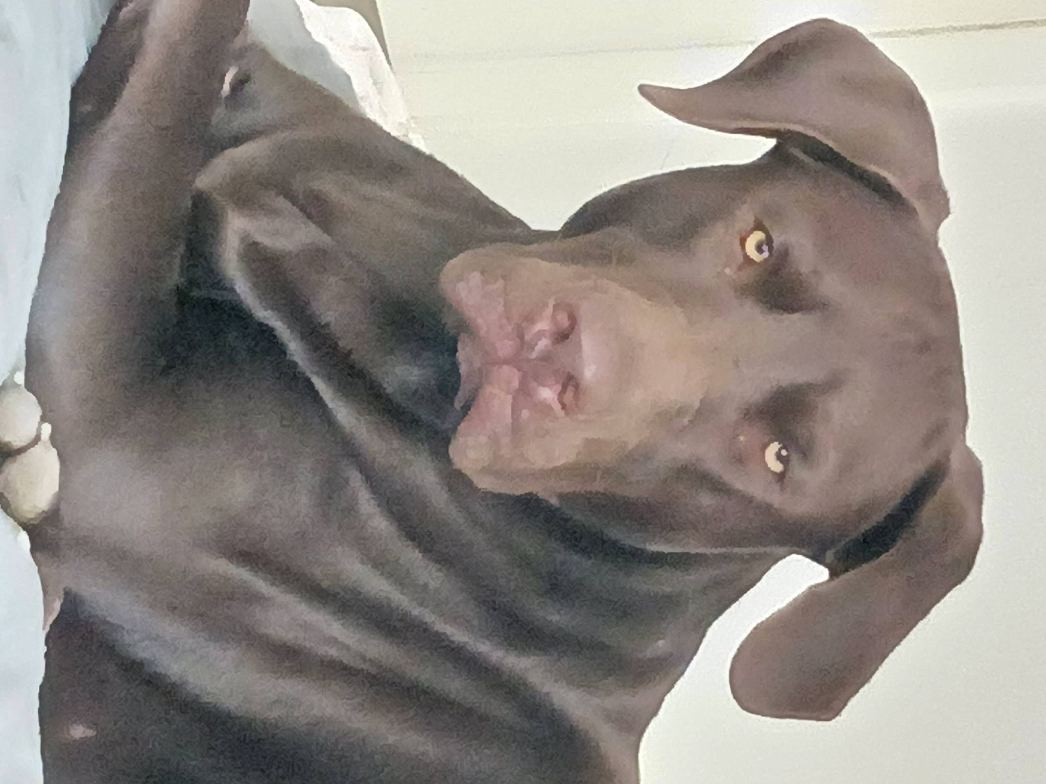 Boomer is registered to the contest to win money with this photo: canidae, carnivore, collar, dog, dog_breed, dog_collar, ear, eye, fashion_accessory, fawn, fur, gesture, head, jaw, liver, non_sporting_group, snout, sporting_group, whiskers, working_animal