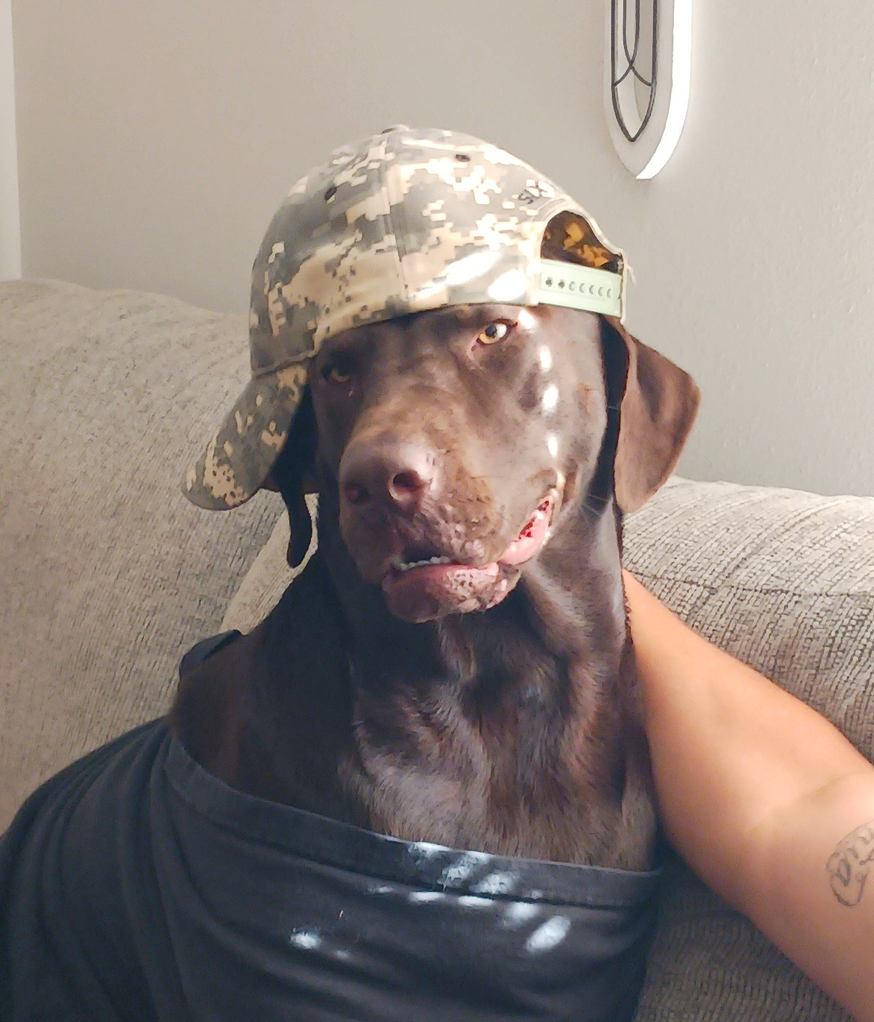 Boomer joined the competition — help win amazing prizes! carnivore, comfort, companion_dog, dog, dog_breed, fur, guard_dog, gun_dog, liver, non_sporting_group, snout, sporting_group, terrestrial_animal, whiskers, working_animal