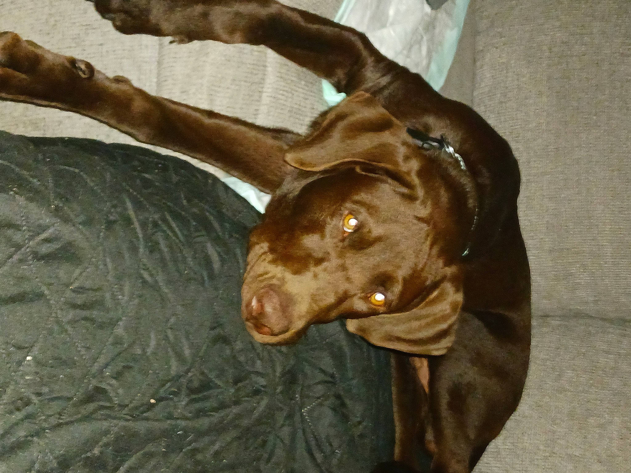 Boomer joined the competition — help win amazing prizes! borador, brown, carnivore, collar, companion_dog, dog, dog_breed, dog_collar, ear, fawn, fur, guard_dog, gun_dog, labrador_retriever, liver, pet_supply, snout, sporting_group, whiskers, working_animal