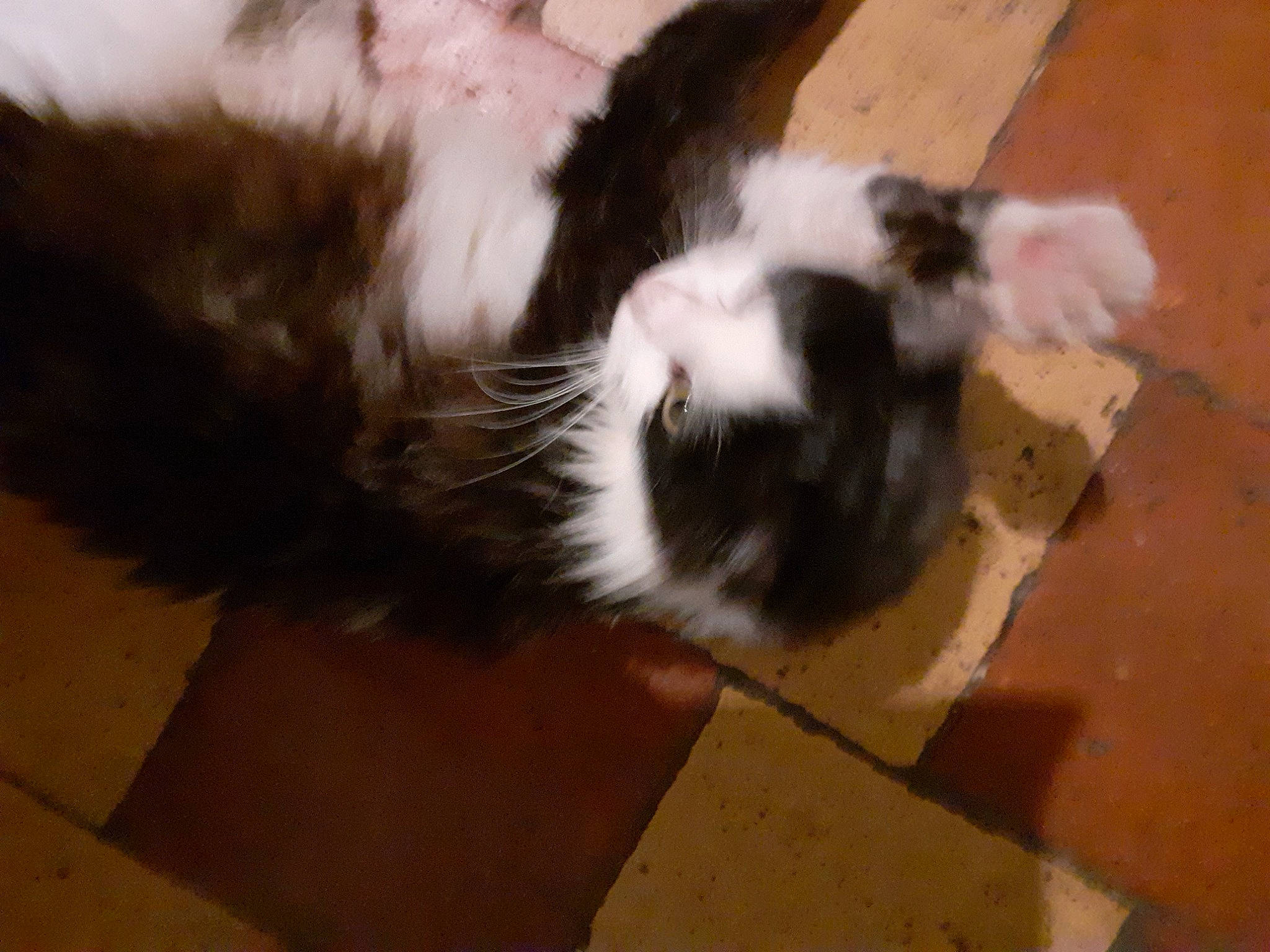 Isis a rejoint le concours — aidez-le/la à gagner de superbes lots ! canidae, carnivore, cat, ear, felidae, fur, small_to_medium_sized_cats, snout, tail, whiskers