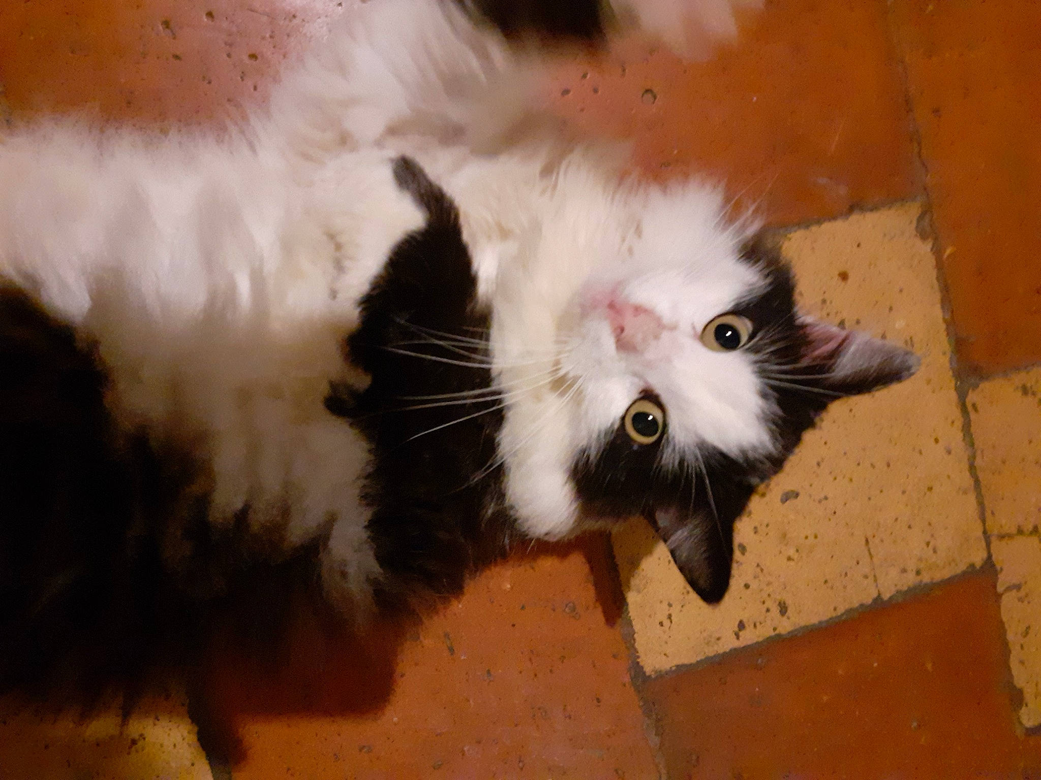 Isis a rejoint le concours — aidez-le/la à gagner de superbes lots ! carnivore, cat, domestic_long_haired_cat, felidae, fur, mammal, norwegian_forest_cat, ragamuffin, small_to_medium_sized_cats, snout, tail, whiskers