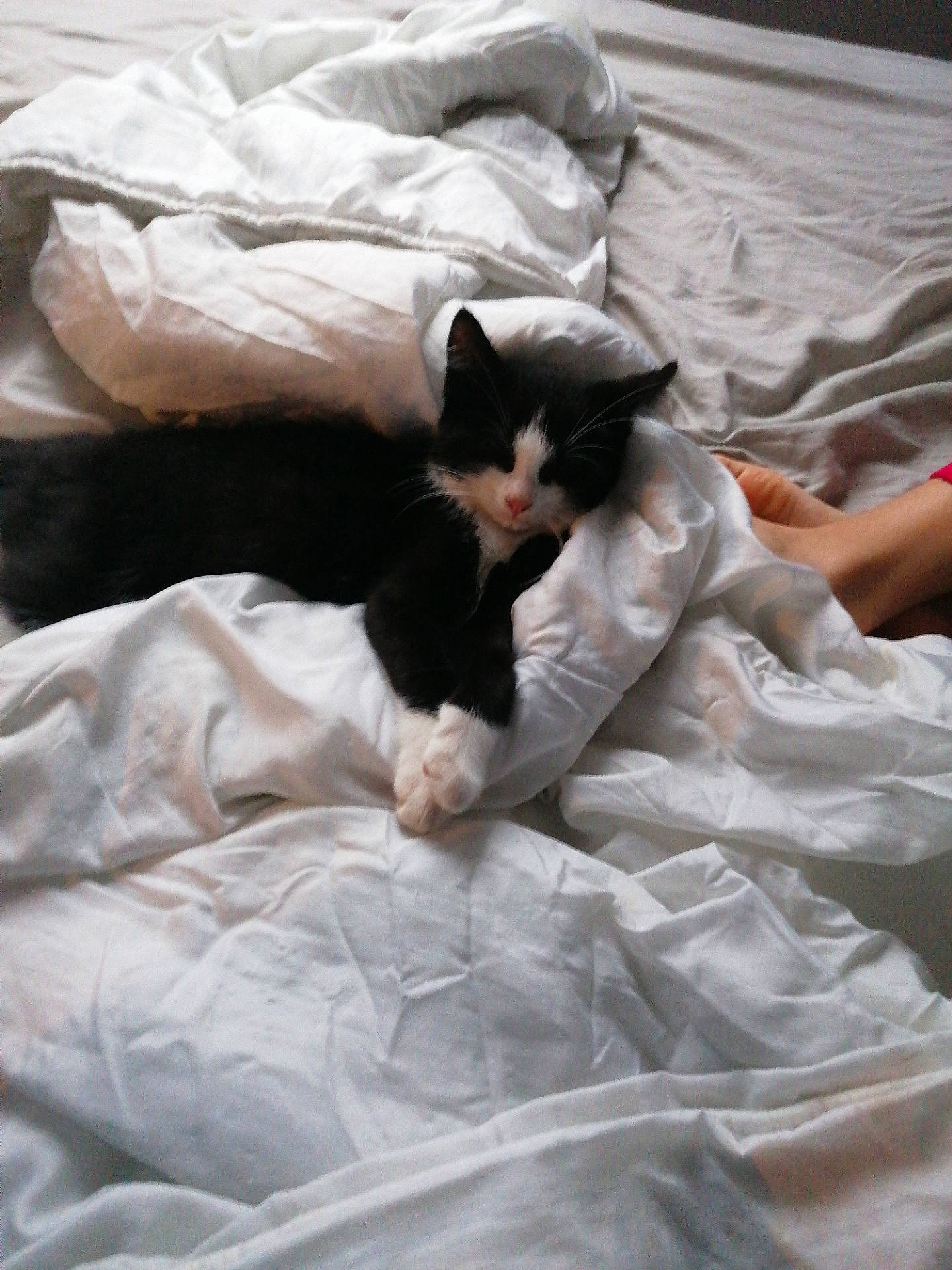 Lucky participe au concours pour gagner de l'argent avec cette photo : bed, bed_sheet, black_cat, carnivore, cat, comfort, ear, felidae, fur, kitten, linens, nap, small_to_medium_sized_cats, tail, whiskers