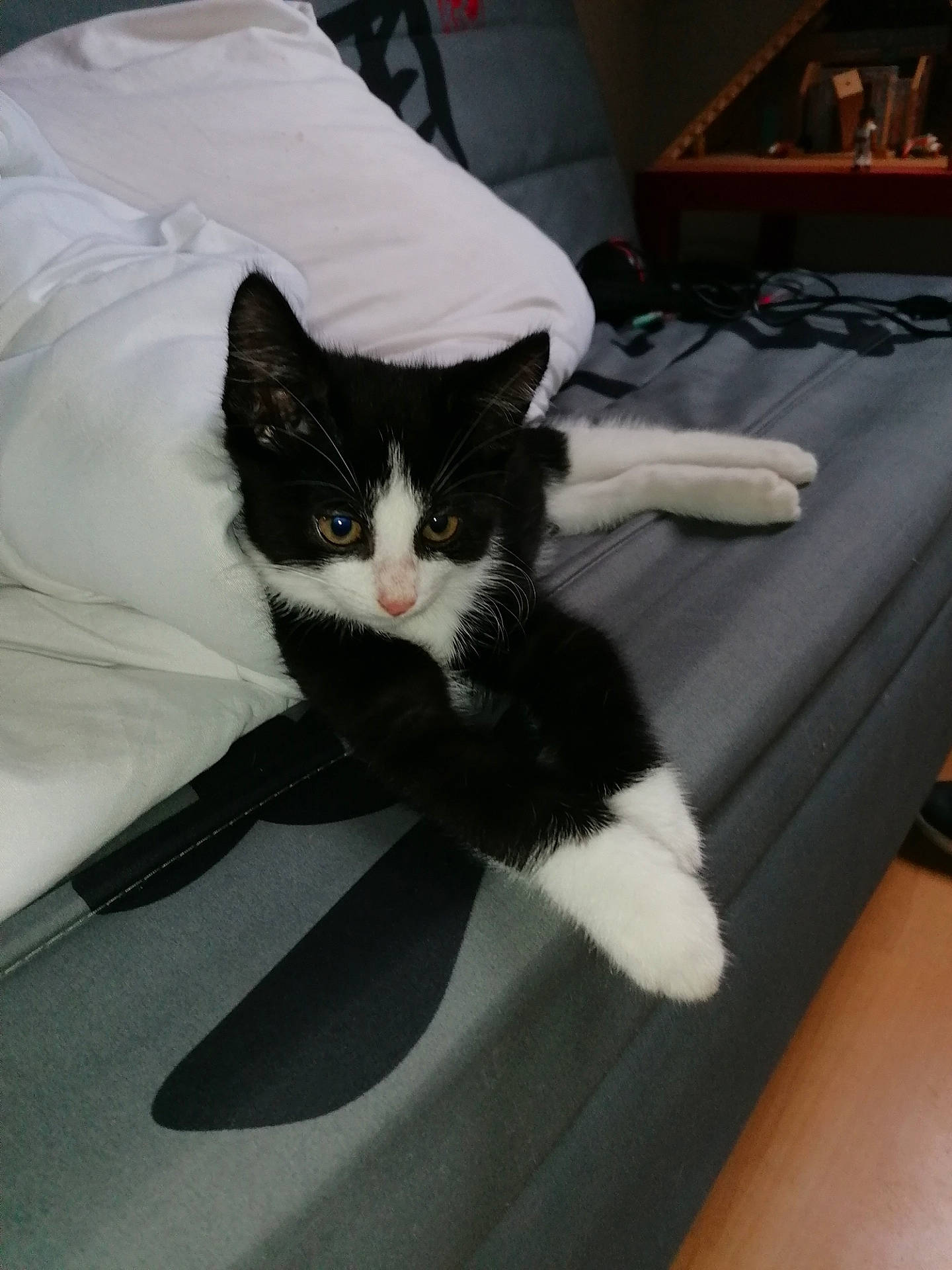 Lucky participe au concours pour gagner de l'argent avec cette photo : bed, black_and_white, carnivore, cat, domestic_short_haired_cat, felidae, fur, kitten, leg, norwegian_forest_cat, polydactyl_cat, shoe, small_to_medium_sized_cats, table, tail, whiskers