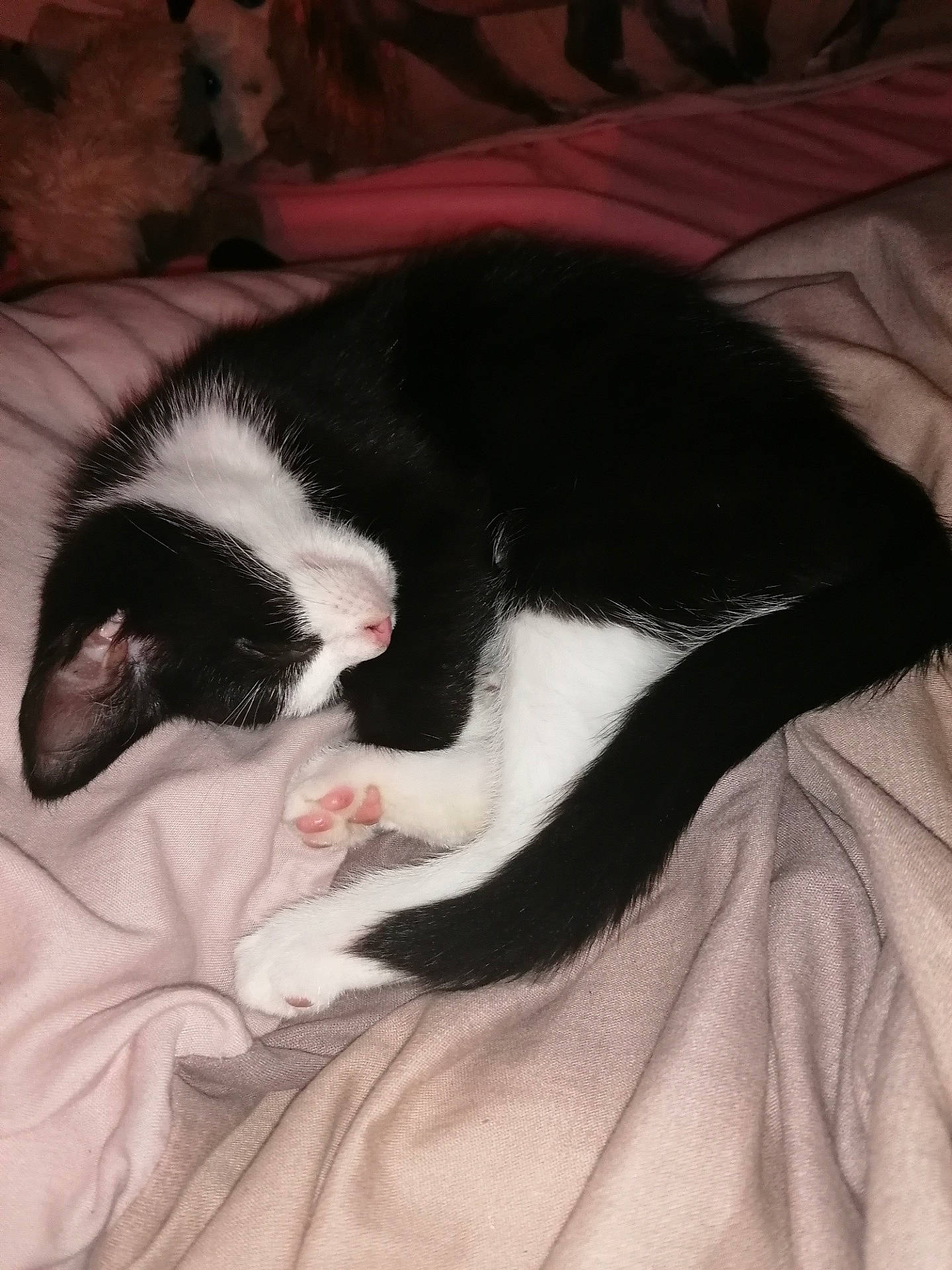 Lucky participe au concours pour gagner de l'argent avec cette photo : black, black_and_white, carnivore, cat, felidae, fur, kitten, nap, sleep, small_to_medium_sized_cats, tail, whiskers