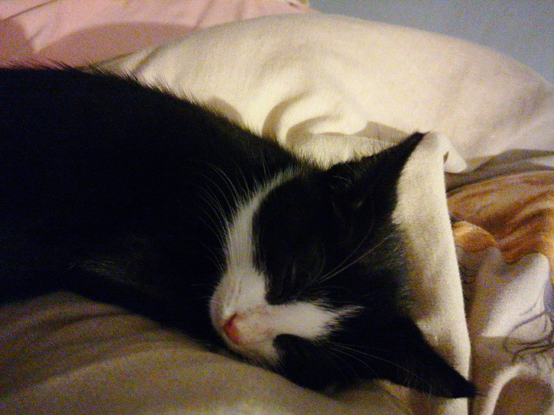 Lucky participe au concours pour gagner de l'argent avec cette photo : black_and_white, black_cat, carnivore, cat, felidae, fur, nap, sleep, small_to_medium_sized_cats, tail, whiskers