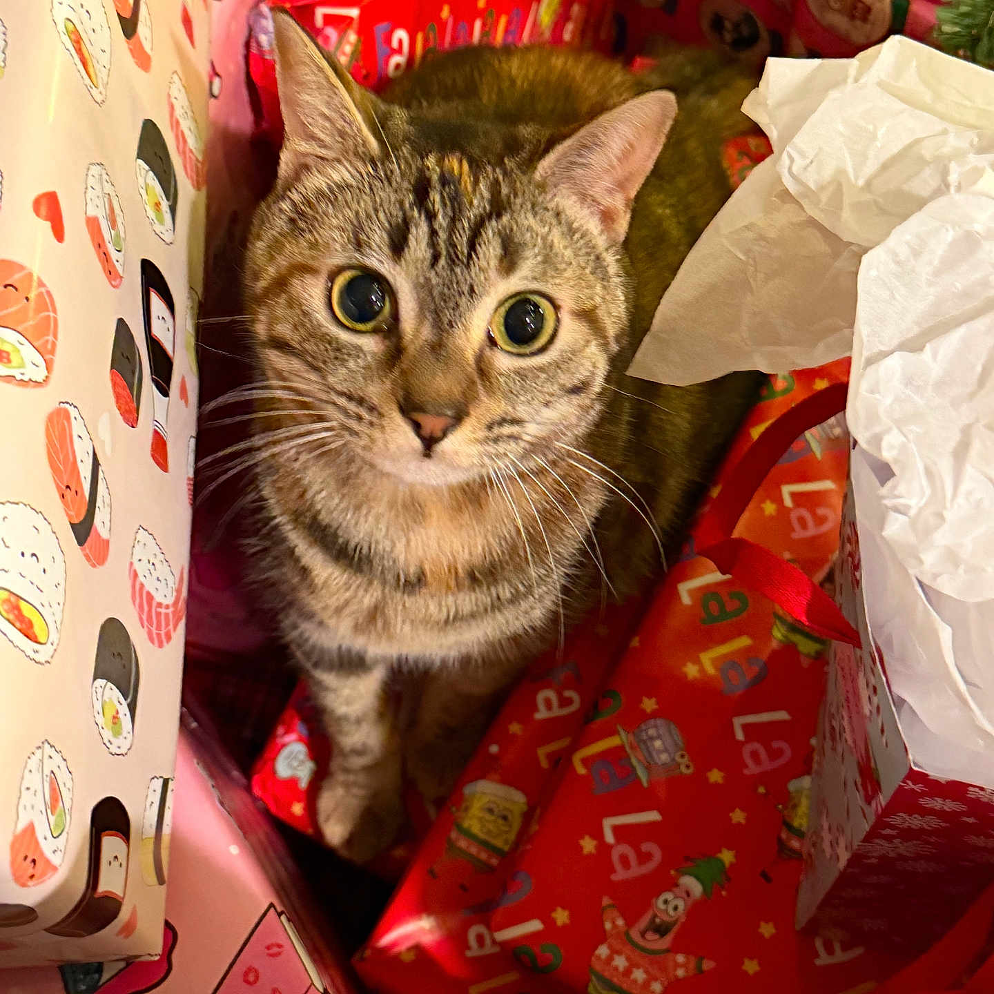 Sally joined the competition — help win amazing prizes! cat, close_up, curious, cute, ears, feline, festive, gift_wrap, holiday, indoor, looking_up, pattern, pet, pink, presents, red, tabby, tissue_paper, whiskers, wide_eyes