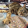 Sally is registered to the contest to win money with this photo: animal, bed, cat, claws, closeup, cozy, feline, fur, indoor, patchwork, paw, pet, quilt, relaxed, resting, sleepy, soft, stretching, tabby, whiskers