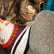 Sally is registered to the contest to win money with this photo: animal, cat, closeup, couch, cozy, cute, fabric, feline, fur, home, indoor, pet, pillow, relaxing, resting, sleepy, striped, tabby, warm, whiskers