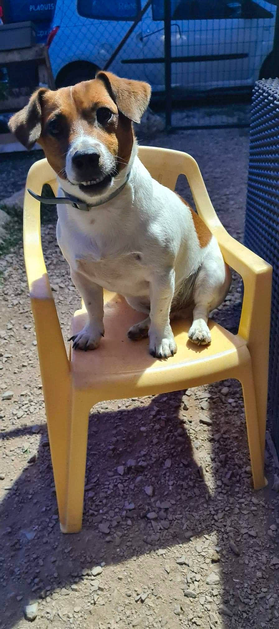 Meeko participe au concours pour gagner de l'argent avec cette photo : canidae, carnivore, collar, companion_dog, dog, dog_breed, dog_collar, dog_supply, fawn, leash, mammal, outdoor_furniture, paw, pet_supply, sitting, sporting_group, tail, terrier, whiskers, working_animal