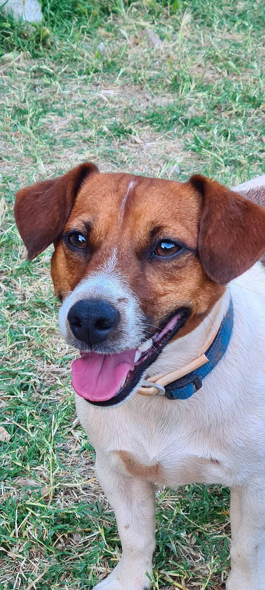 Meeko a rejoint le concours — aidez-le/la à gagner de superbes lots ! ancient_dog_breeds, beagle, beaglier, canidae, carnivore, collar, companion_dog, dog, dog_breed, dog_collar, fawn, hunting_dog, pet_supply, plant, snout, sporting_group, whiskers, working_animal, working_dog