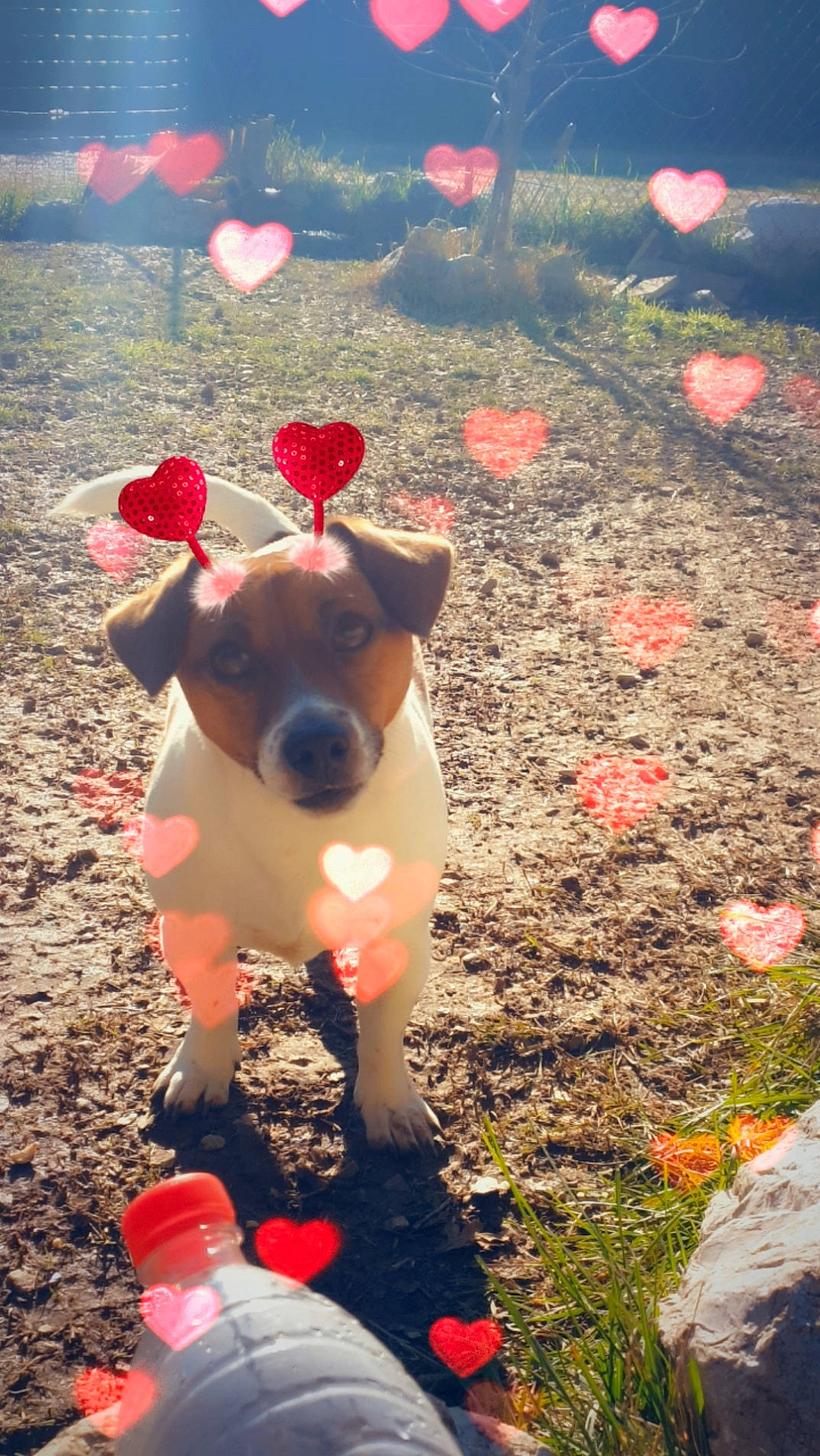 Meeko a rejoint le concours — aidez-le/la à gagner de superbes lots ! bovine, carmine, dairy_cow, dog_breed, fawn, grass, happy, landscape, light, livestock, organism, petal, pink, red, snout, soil, sporting_group, terrestrial_animal, toy, working_animal