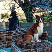 Mickael participe au concours pour gagner de l'argent avec cette photo : dog, outdoor, wicker_furniture, brown_and_white_dog, black_dog, tree, grass, sunlight, pet, animal, garden, wall, nature, sitting, portrait, fence, daylight, canine, back_view, front_view