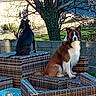 dog, outdoor, wicker_furniture, brown_and_white_dog, black_dog, tree, grass, sunlight, pet, animal, garden, wall, nature, sitting, portrait, fence, daylight, canine, back_view, front_view