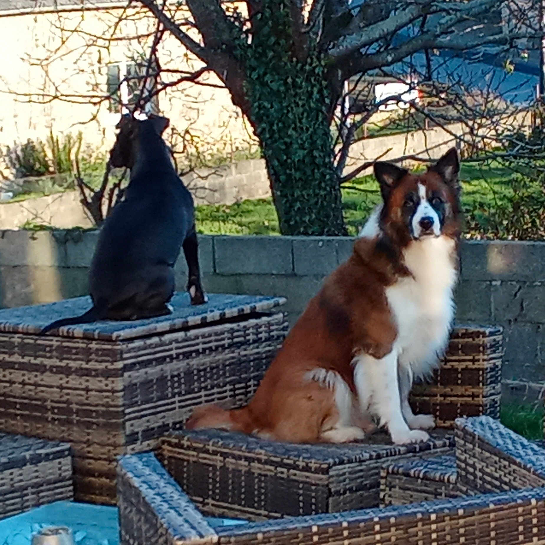 Mickael participe au concours pour gagner de l'argent avec cette photo : dog, outdoor, wicker_furniture, brown_and_white_dog, black_dog, tree, grass, sunlight, pet, animal, garden, wall, nature, sitting, portrait, fence, daylight, canine, back_view, front_view