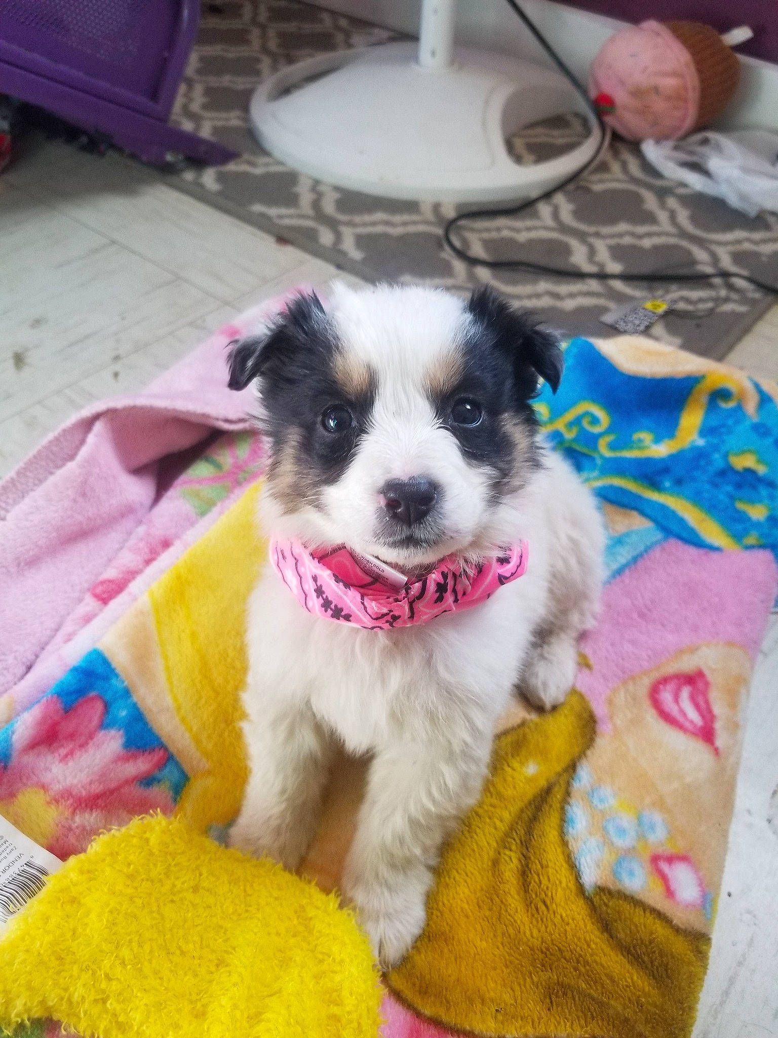 Pretty Girl is registered to the contest to win money with this photo: australian_shepherd, border_collie, canidae, carnivore, companion_dog, dog, dog_breed, mammal, miniature_australian_shepherd, puppy, rare_breed_dog, vertebrate