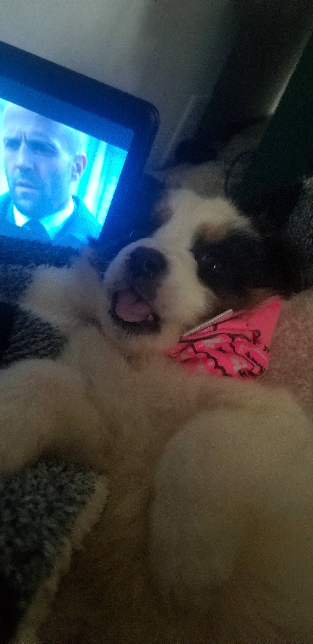 Pretty Girl joined the competition — help win amazing prizes! boston_terrier, canidae, carnivore, cloud, cool, dog, dog_breed, ear, head, mouth, non_sporting_group, nose, puppy, puppy_love, selfie, siberian_husky, sky, snout, sporting_group