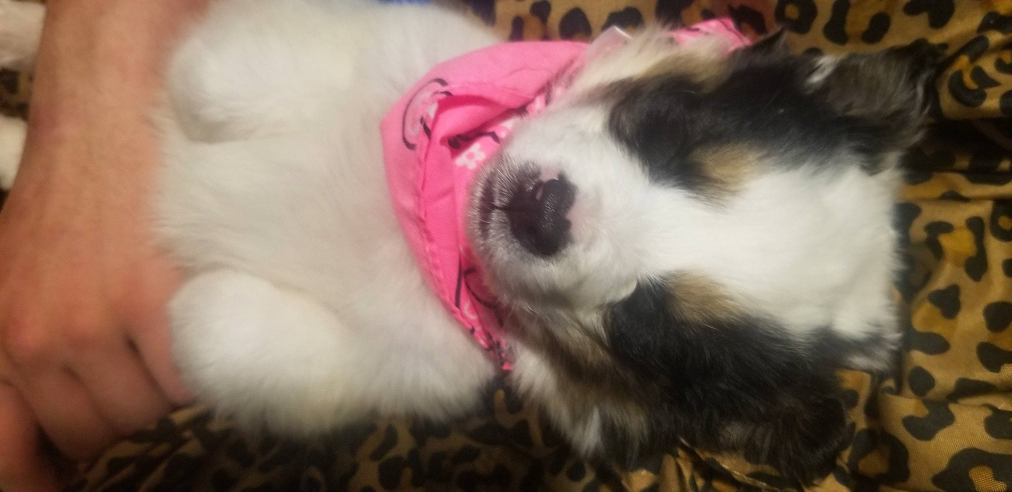 Pretty Girl is registered to the contest to win money with this photo: australian_shepherd, canidae, carnivore, cavalier_king_charles_spaniel, dog, dog_breed, mammal, nose, puppy, puppy_love, shih_tzu, snout, sporting_group
