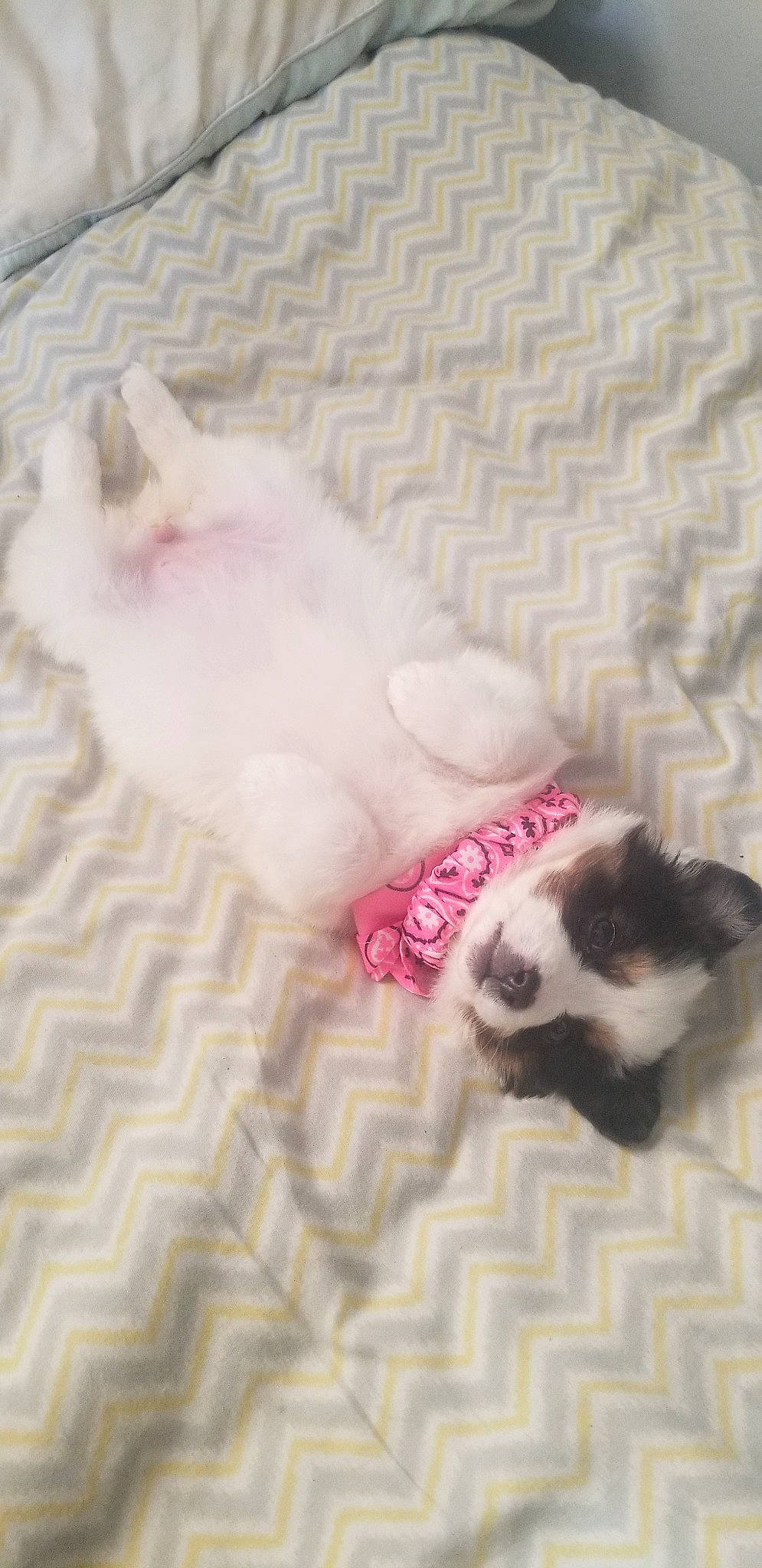 Pretty Girl is registered to the contest to win money with this photo: canidae, carnivore, cat, dog, dog_breed, fawn, french_bulldog, kitten, non_sporting_group, paw, pink, puppy, ragdoll, shih_tzu, tail, toy_dog