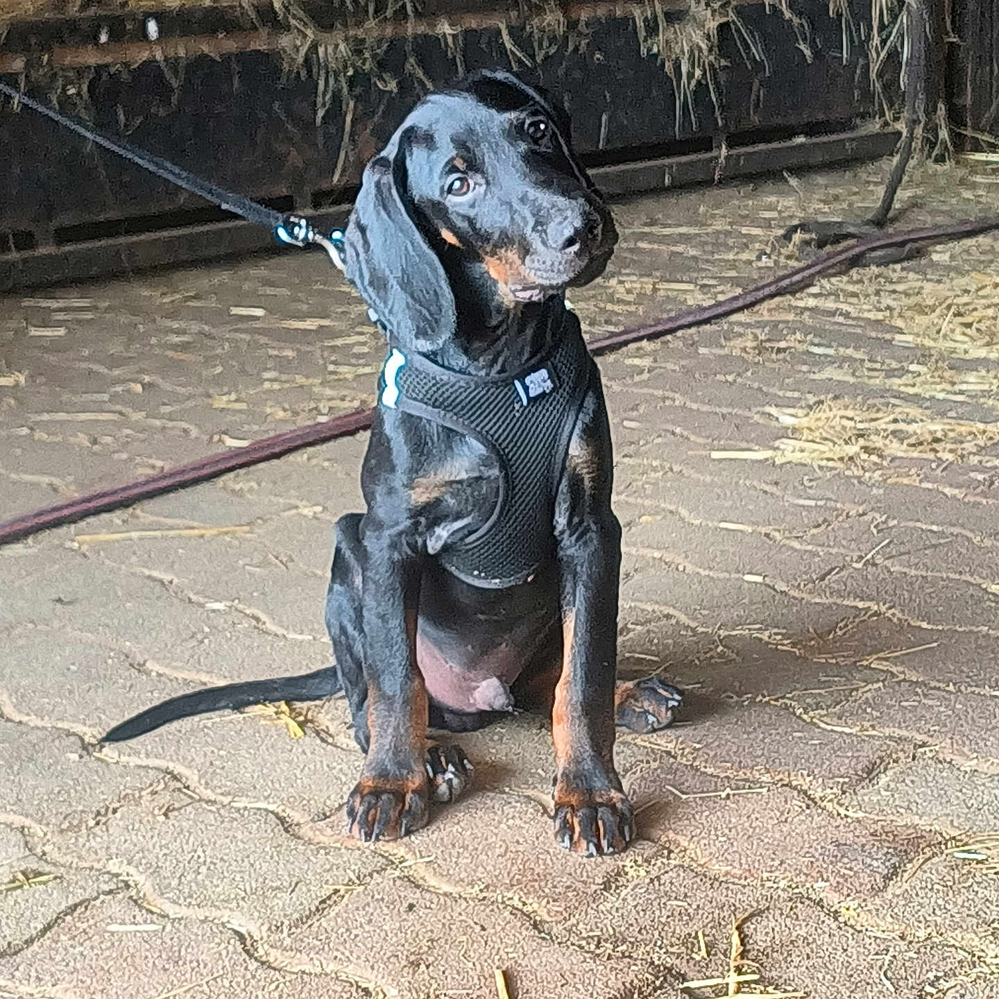 Dino a rejoint le concours — aidez-le/la à gagner de superbes lots ! animal, barn, black_dog, brick_floor, canine, curious, cute, dog, domestic_animal, harness, hay, head_tilt, indoor, leash, pet, puppy, resting, sitting, tan_markings, young_dog