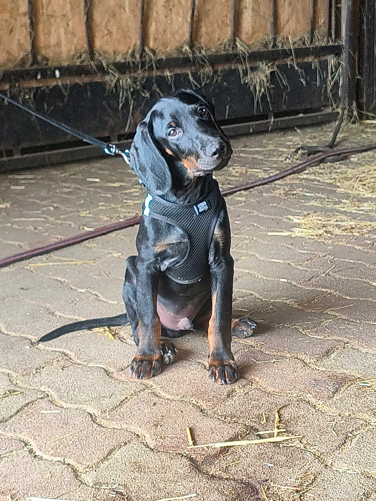 Dino a rejoint le concours — aidez-le/la à gagner de superbes lots ! puppy, dog, black_dog, tan_markings, sitting, harness, leash, barn, hay, brick_floor, curious, pet, animal, indoor, young_dog, canine, cute, head_tilt, resting, domestic_animal