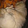 Minette participe au concours pour gagner de l'argent avec cette photo : animal, blanket, cat, closeup, cozy, cream_color, curled_up, cute, ears, fur, indoor, nose, orange, paw_pads, pet, relaxed, resting, sleeping, soft, whiskers