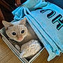 Minette participe au concours pour gagner de l'argent avec cette photo : box, cat, comfort, cozy, curious, domestic_animal, feline, folded_towel, fur, home, indoor, pet, pink_nose, resting, soft_toy, towel, toy, whiskers, wide_eyes, wood_floor