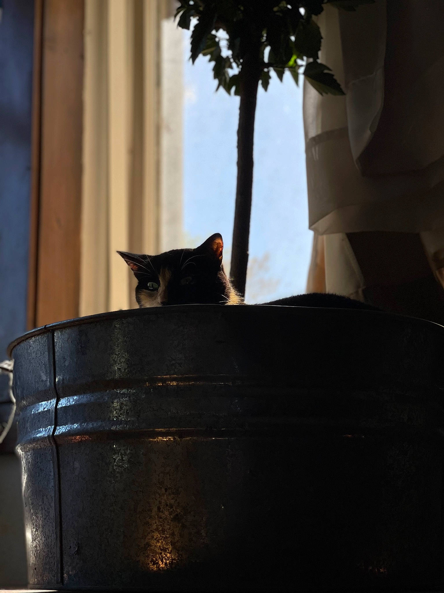 Buttercup joined the competition — help win amazing prizes! black_cat, carnivore, cat, darkness, domestic_short_haired_cat, felidae, flowerpot, houseplant, metal, plant, room, shade, shadow, small_to_medium_sized_cats, tail, tints_and_shades, tree, whiskers, window, wood