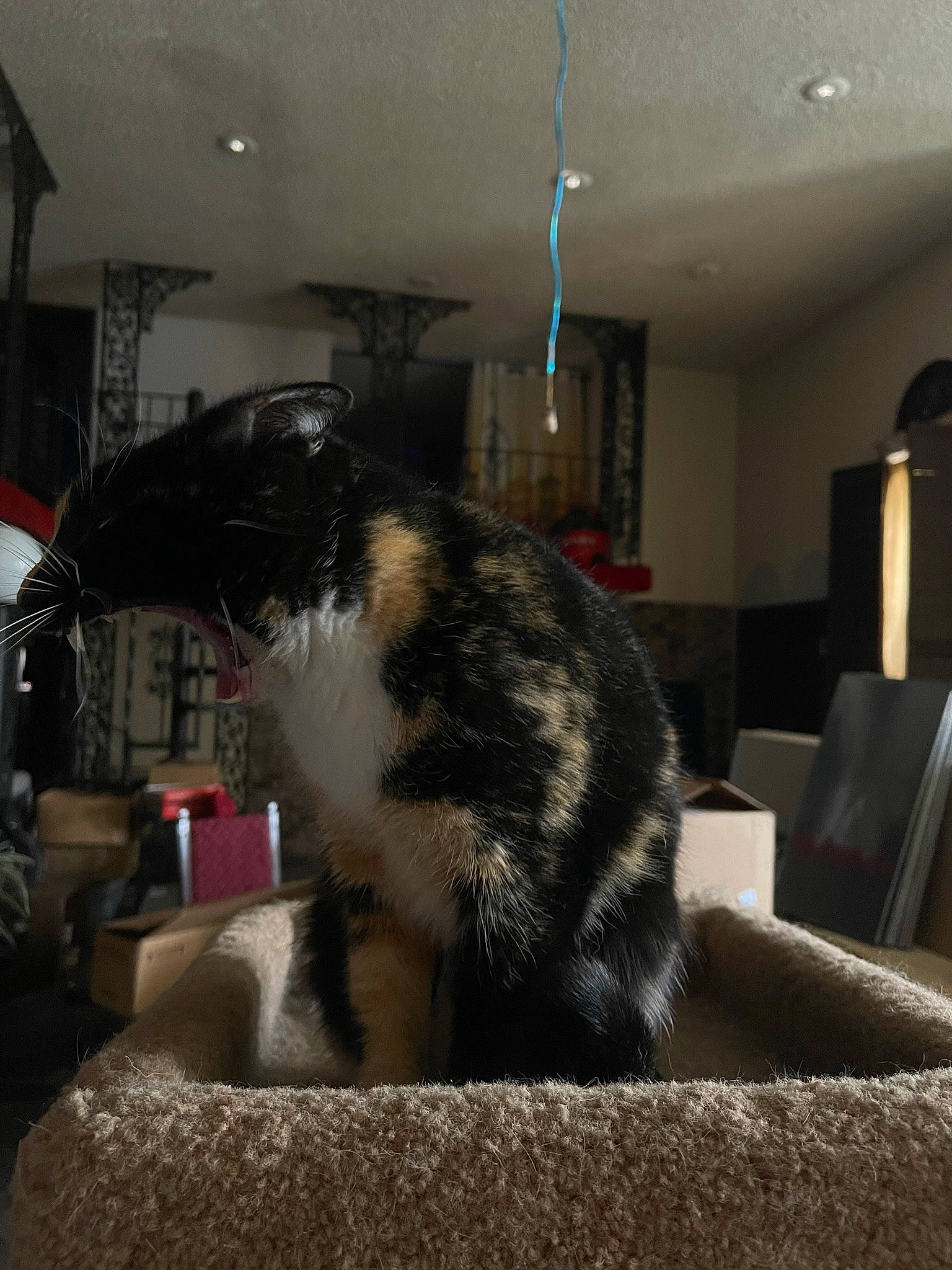 Buttercup joined the competition — help win amazing prizes! canidae, carnivore, cat, cat_supply, comfort, dog_breed, domestic_short_haired_cat, felidae, flooring, fur, hardwood, houseplant, room, small_to_medium_sized_cats, snout, sporting_group, tail, whiskers, window