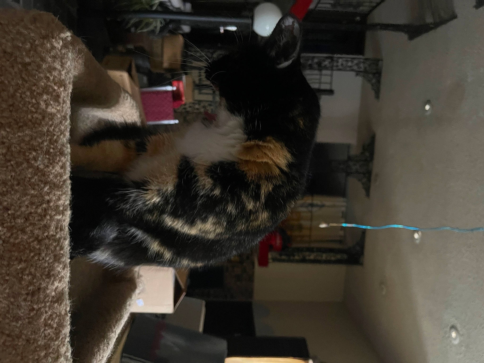 Buttercup is registered to the contest to win money with this photo: carnivore, cat, comfort, dog_breed, domestic_short_haired_cat, felidae, fur, gas, natural_material, paw, small_to_medium_sized_cats, sporting_group, tail, whiskers