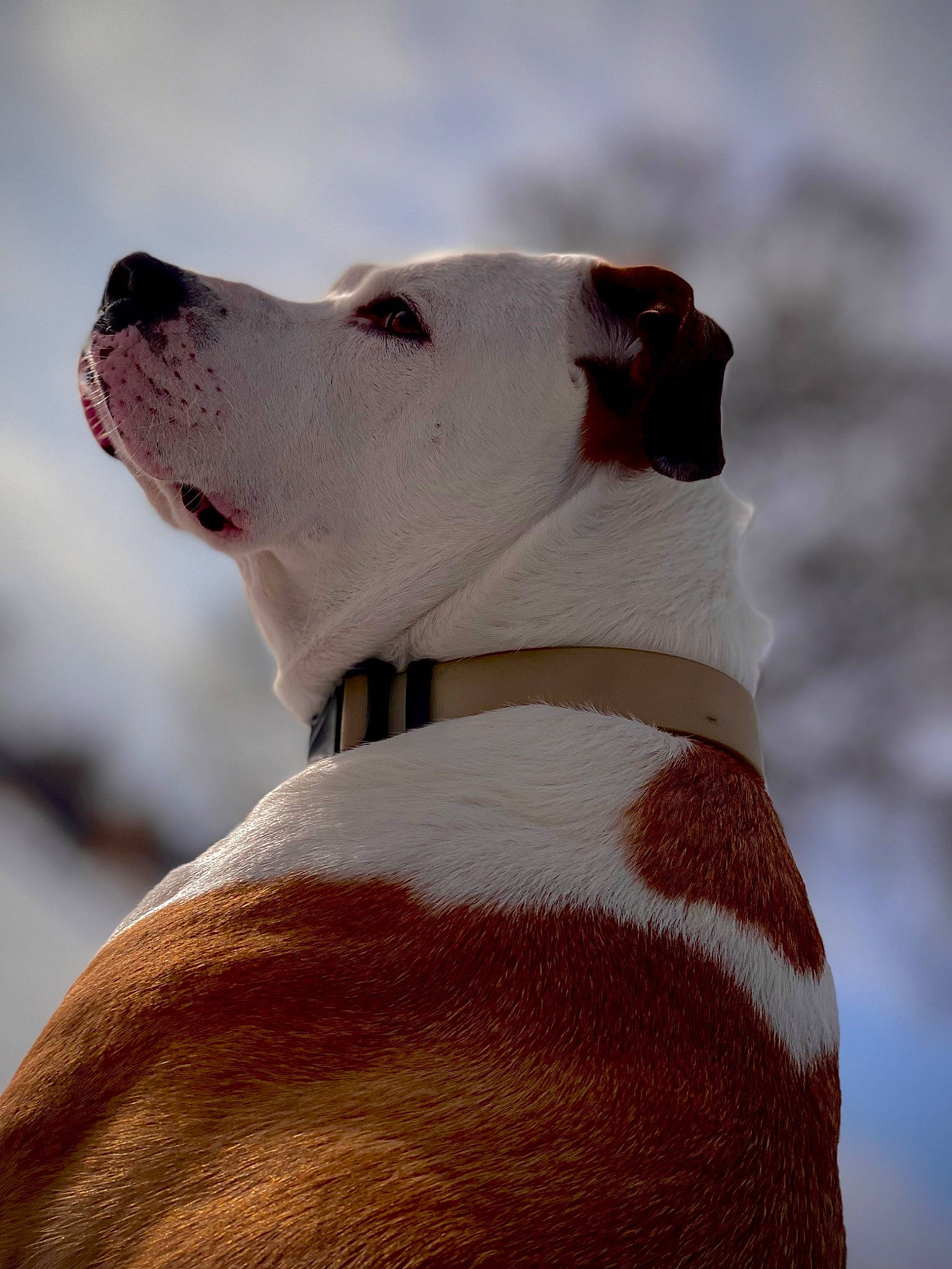 Baymax is registered to the contest to win money with this photo: art, ball, canidae, carnivore, cloud, collar, companion_dog, dog, dog_breed, dog_collar, dog_supply, fawn, non_sporting_group, pet_supply, sky, snout, sporting_group, tail, terrestrial_animal, working_animal