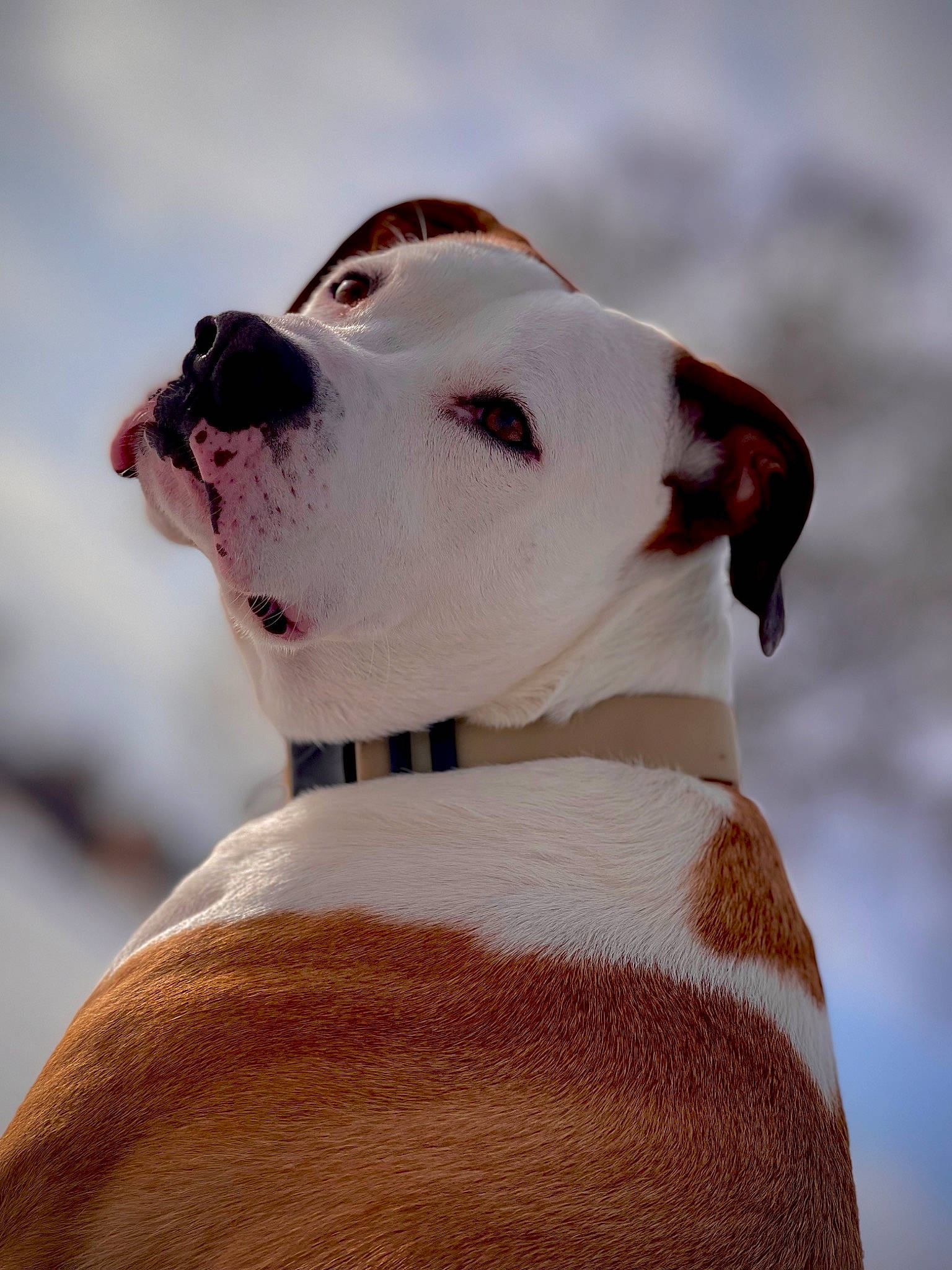 Baymax is registered to the contest to win money with this photo: ancient_dog_breeds, canidae, carnivore, collar, companion_dog, cordoba_fighting_dog, dobermann, dog, dog_breed, dog_collar, dog_supply, fawn, leash, non_sporting_group, pet_supply, snout, sporting_group, whiskers, working_animal, working_dog