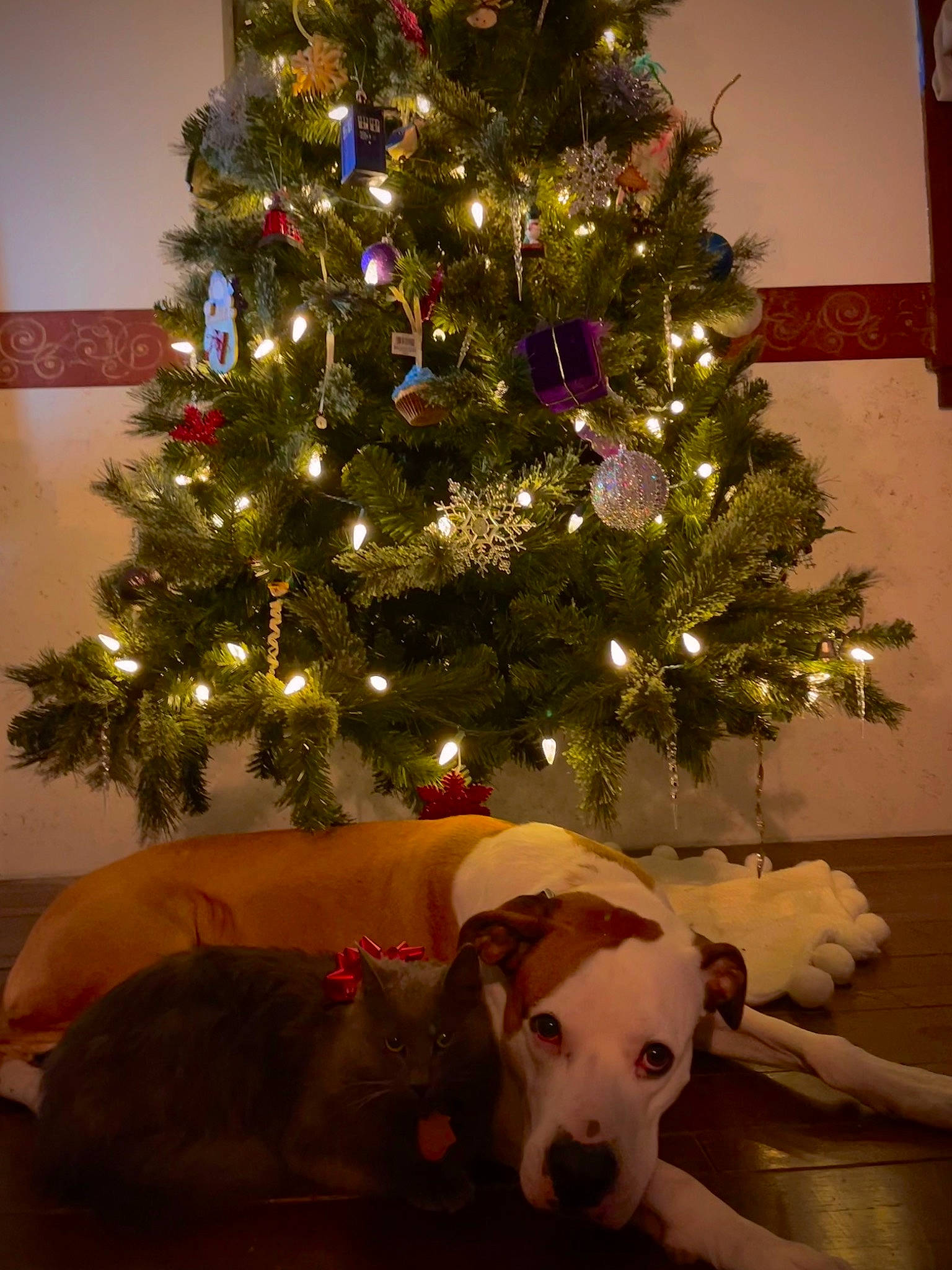 Baymax is registered to the contest to win money with this photo: carnivore, christmas, christmas_decoration, christmas_eve, christmas_ornament, christmas_tree, creative_arts, decoration, dog, event, evergreen, fawn, holiday, holiday_ornament, interior_design, light, ornament, plant, tints_and_shades, tree